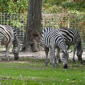 Plains Zebras