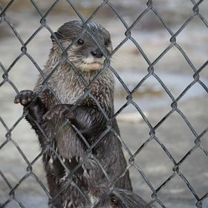 Asian Small Clawed Otters