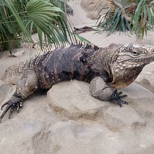 Cuban rock iguana
