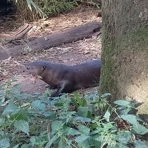 Giant river otter