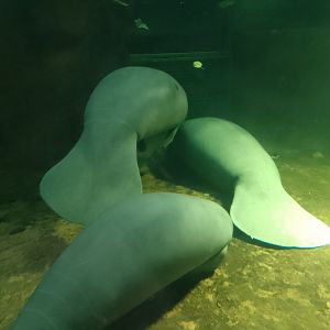 West Indian manatees