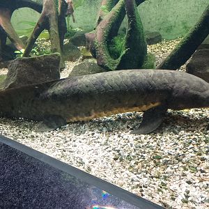 Australian lungfish