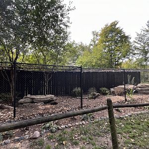 Southern Aardwolf Exhibit