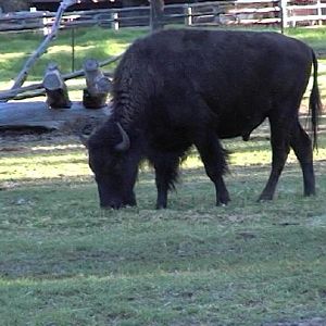 Bison (2004)