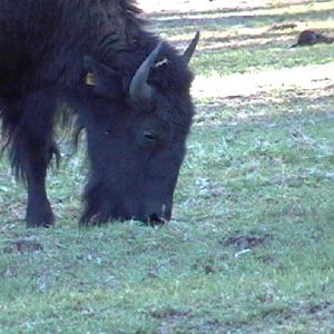 Bison (2004)