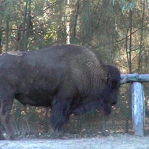 Bison (2004)