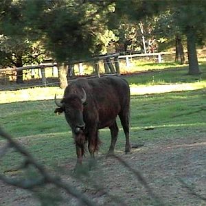 Bison (2004)