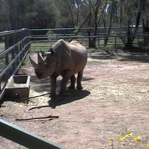 Black Rhino (2004)