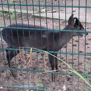 Michie's tufted deer