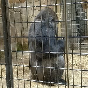 Western lowland gorilla
