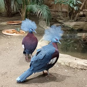 Sclater's crowned pigeons