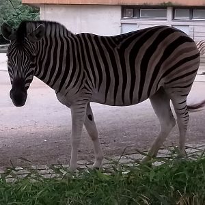 Burchell's zebra