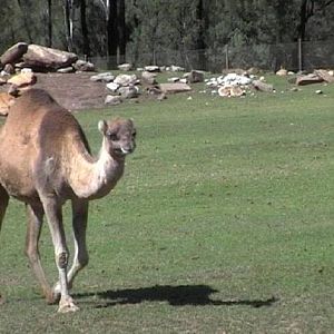 Arabian Camel (2004)