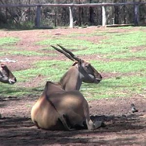 Common Eland (2004)