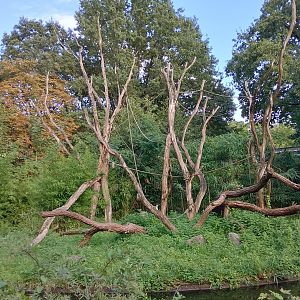 Gorilla outdoor enclosure