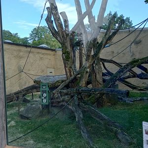 Orangutan outdoor enclosure
