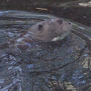 Giant otter