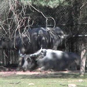 Water Buffalo (2004)