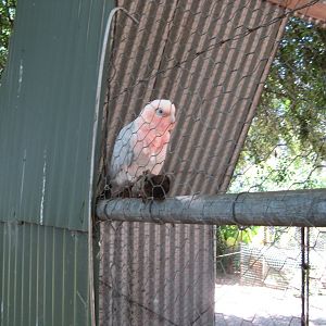 Galah/Corella Hybrid