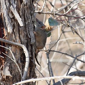 Yellow-footed Antechinus