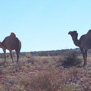 Feral Camel