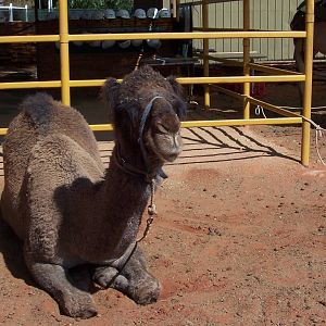 Arabian Camel