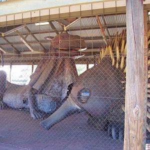 Lizard and Echidna Sculptures