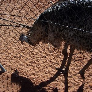Emu