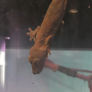 Henkel's Leaf-Tailed Gecko