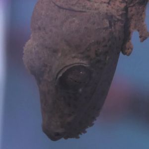 Henkel's Leaf-Tailed Gecko upclose