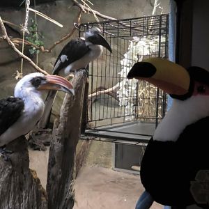 Two Von der Decken's Hornbills looking at a toucan plush