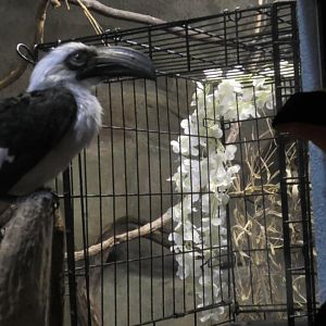 Lulu the Von der Decken's Hornbill looks at a toucan plush