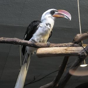 Von der Decken's Hornbill
