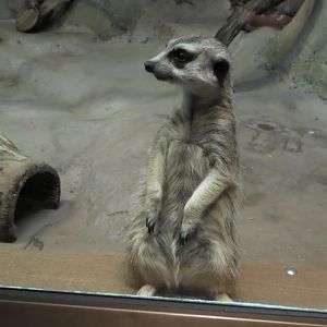 Meerkat standing up by the glass