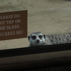 Listen to the sign don't tap on the glass