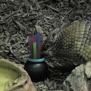 It looks like Sheldon has found it's prize at the end of the rainbow