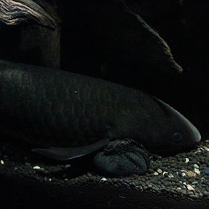 Australian lungfish (Neoceratodus forsteri)