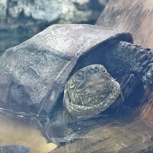 Chinese three-keeled pond turtle (Mauremys reevesii) September 20, 2025