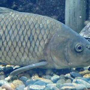 Common Carp (Cyprinus caprio) September 20, 2025
