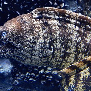 Kidako Moray (Gymnothorax kidako) September 20, 2025
