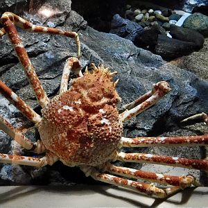 Japanese Spider Crab (Macrocheira kaempferi) September 20, 2025