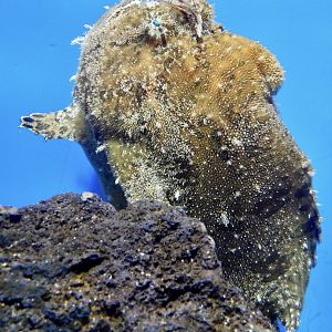 Frogfish ID
