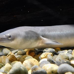 Japanese Eel (Anguilla japonica) September 20, 2025