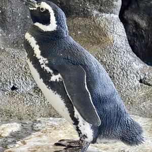 Magellanic Penguin (Spheniscus magellanicus) September 20, 2025
