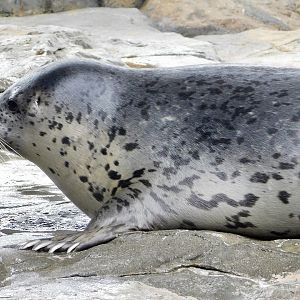 Spotted Seal (Phoca largha) September 20, 2025