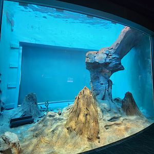 Saint Louis Aquarium - Otter underwater viewing