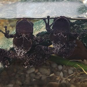 Saint Louis Aquarium - Theloderma asperum