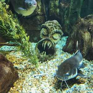 Saint Louis Aquarium - Red-tailed Catfish next to creepy face statue