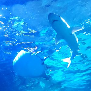 Saint Louis Aquarium - Shark and devil ray