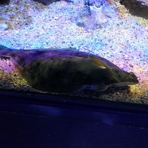 Yellowfin Sole (Limanda aspera)